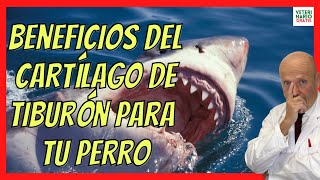 BENEFICIOS DEL CARTILAGO DE TIBURON PARA PERROS CON DISPLASIA o ARTROSIS [upl. by Steven]