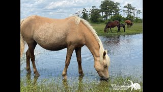 Chincoteague Island is featured on DelmarvaLife Small Town Series [upl. by Nhtanhoj]