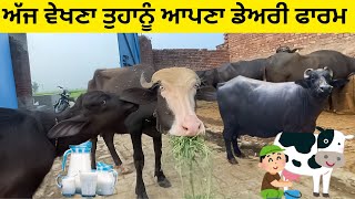 ਦੁਨੀਆ ਦੀ ਮਸ਼ਹੂਰ ਨੀਲੀ ਰਾਵੀ ਨਸਲ ਆਪਣੇ ਫਾਰਮ ਤੇ 👍✅ niliravi buffalo farm  yashmehrokfarm animals [upl. by Nodnalb732]