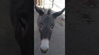 route66 Oatman burrows arizona daytrip [upl. by Abbotsen707]