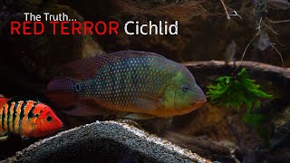 The Truth About The Festae Cichlid [upl. by Pruchno]