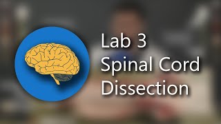 Lab 3 Spinal Cord Dissection and Anatomy 4K ULTRA HD REUPLOAD [upl. by Oliviero]