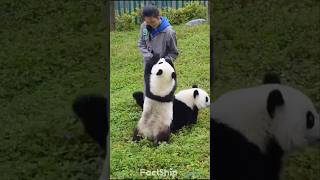 PANDA NANNY🐼Most difficult Job😰Why [upl. by Nikola]