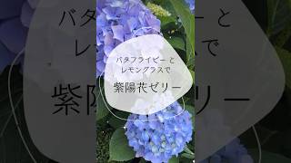 紫陽花ゼリーバタフライピーとレモングラスで爽やかな季節のデザート💜 紫陽花 デザート food ハーブクッキング ハーブ 簡単レシピ [upl. by Ynnam]