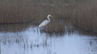 Wildlife in ScotlandGreat White and Little Egrets [upl. by Grimonia819]