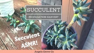 Succulent Propagation HarvestPachyphytum compactum💎 Leaf amp Cuttings  Angels Grove Co [upl. by Ahsiek]