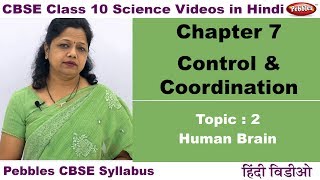 Class 10  CBSE  Science  Ch 7  Control amp Coordination  2  Human Brain  Hindi Video [upl. by Nedloh]