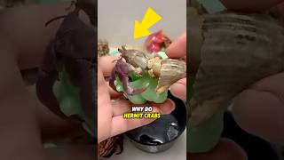 Why Do Hermit Crab Change Shells ⁉️ hermitcrabs shorts animals [upl. by Nezah]