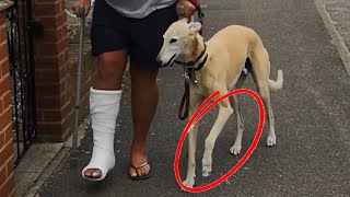 Dog Pretends To Walk With A Limp Like Their Injured Owner Out Of Sympathy  1171077 [upl. by Anahpos827]