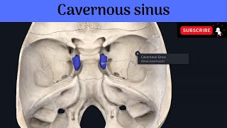 Paired Dural Venous SinusesThe Cavernous Sinuses Situation Relations Tributaries Communications [upl. by Ahsrav]