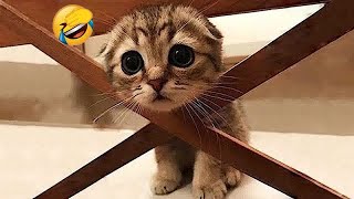 You Laugh You Lose🥰😹Funniest Dogs and Cats 2024🐶🐕 [upl. by Ymma331]