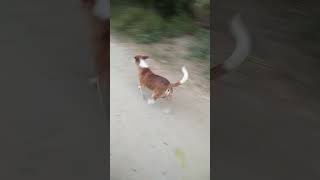 Dog ki masti🤣🤣🤣🤣 [upl. by Faxun]