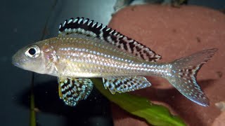 Brutpflegende Xenotilapia papilio Tembwe  Broodcaring Xenotilapia papilio Tembwe [upl. by Naman]