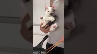 Funny Cat Videos compilation 2024 8 😂  Videos de risa de Gatos 2024 😂 cat gatoschistosos [upl. by Knute137]