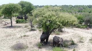 Drone Shots of Elephants in the Okavango Delta Botswana [upl. by Lebna]