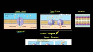 Transport Across the Cell Membrane [upl. by Bonnes622]