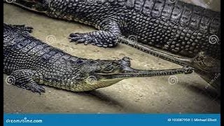 THE INDIAN GHARIAL [upl. by Neural]