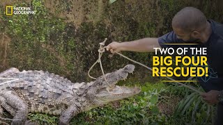 Two of the Big Four Rescued  Snake SOS Goa’s Wildest  National Geographic [upl. by Xanthus346]