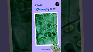 Class Chlorophyceae Class 11 Biology  Green algae shorts biology [upl. by Cheyne]