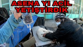 ASENANIN HASTALIGI KÖTÜYE GİDİYORACİL YETİŞTİRDİK [upl. by Shakespeare]