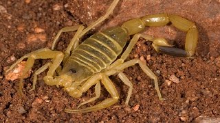 Deathstalker Scorpion VS Vietnamese Centipede [upl. by Seed536]