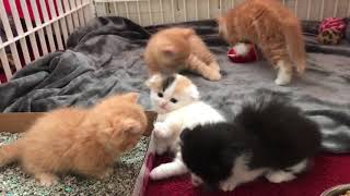 Scottish Fold Munchkin Kittens [upl. by Westhead]