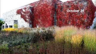 Four Season Border at Toronto Botanical Garden [upl. by Leihcim572]