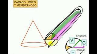 OIDO 3 [upl. by Ennahteb]