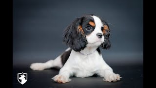 For Adoption quotMaddiequot  TriColor Cavalier Ms Purple from Felicity amp Spurgeon [upl. by Oidale]