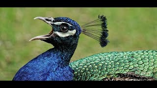 Peacock Sound  Peacock call HD Short Nature [upl. by Esinrahs320]