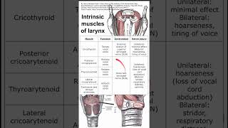 Intrinsic muscles of larynx [upl. by Cirda739]