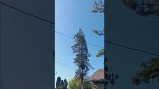 1012 weather report weather shorts sun wind nature fall funny comedy mcminnville oregon [upl. by Aelanna]