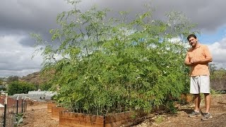 Growing Moringa Intensive Moringa Cultivation  6 Month Update [upl. by Attelra267]