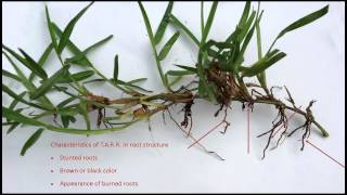 Soils Alive TakeAll Root Rot in St Augustine Lawn [upl. by Ybsorc415]