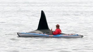 Kayak and orca in Northern Norway [upl. by Hammock423]