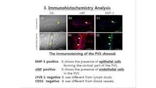 Primo Vascular System PVS in Lymph Ducts [upl. by Alejandrina712]