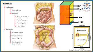 ANATOMÍA DE ABDOMEN PARTE 2  CONTENIDO [upl. by Aihtebat]