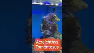 AMAZING Acreichthys Tomentosus Saltwater FISH  shorts shortsvideo shortsfeed [upl. by Rinaldo]