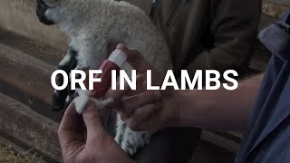 Orf in lambs [upl. by Jakob]