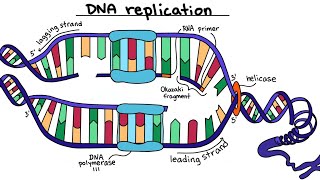 dna replication in eukaryotes dna replication animation  class 12 biology [upl. by Arola]