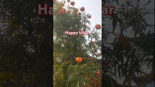 Eutai botma fuleko sayapatri full floweringshort love happytihar gardening flowers [upl. by Kris]