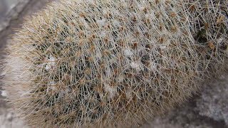 How to remove Mealybugs from VERY spiny or hairy Cactus Plants [upl. by Les]