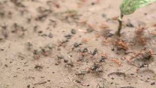 Army ants face off against the leafcutters [upl. by Kovacs226]