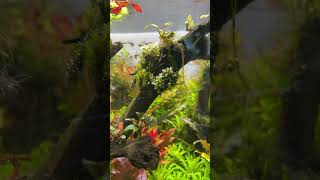 My aquascapes [upl. by Sylram]