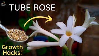 A Complete Guide On TubeRose Care  PureGreeny [upl. by Enilesoj]