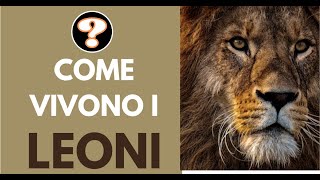 Come vivono i leoni [upl. by Coheman317]