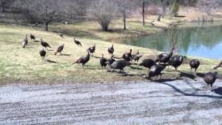 Feeding Wild Turkeys The Video [upl. by Cassandry]