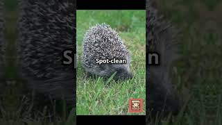 Hedgehog Care 101 Tips amp TricksHedgehogCare CutePets ExoticPets PetCareTips HedgehogOwner [upl. by Nico384]