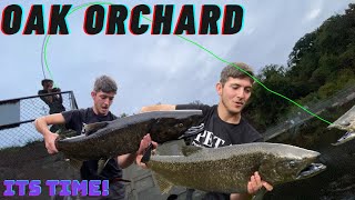 Oak Orchard Dam Salmon Fishing Report 7 FISH ARE HERE [upl. by Llehsal]