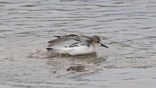 Semipalmated Sandpiper bathes at Red Head Marsh Saint John [upl. by Goldfarb]